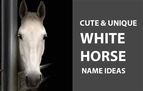 +150 White Horse Names & Unique Ideas - Petnamee