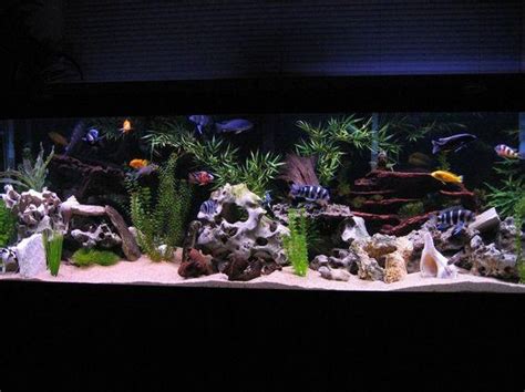 How to Set up an African Cichlid Tank: A Guide for Beginner Aquarists ...