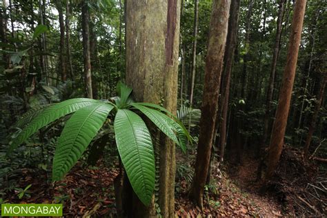 Sarawak rainforest