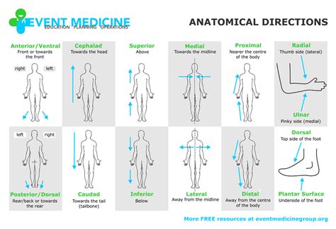 Proximal Example Anatomy