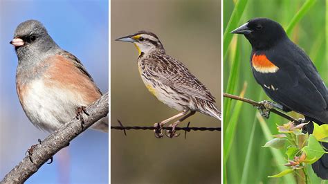 North America Has Lost 3 Billion Birds, Scientists Say | WAMU