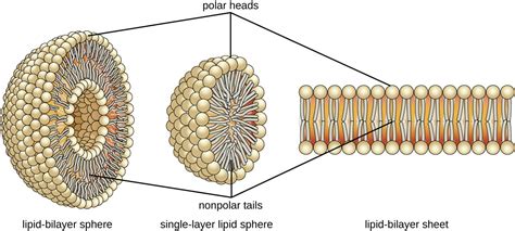 Lipids | Microbiology