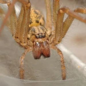 Giant house spider - Facts, Diet, Habitat & Pictures on Animalia.bio