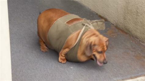 Fat dachshund custody battle heats up - CNN Video