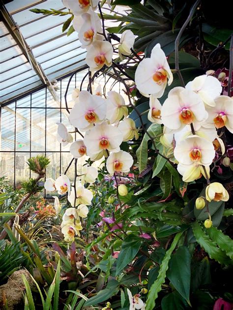 Orchids at Kew Gardens | Orchids, Nature inspiration, Nature inspired ...