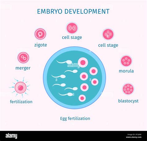 Egg development stages hi-res stock photography and images - Alamy