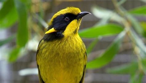 Helmeted honeyeater - Alchetron, The Free Social Encyclopedia