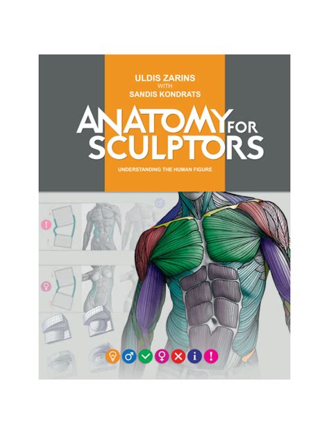 Understanding the Human Figure PDF | Anatomy For Sculptors