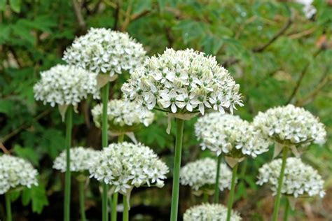 Allium Nigrum - Anglia Bulb Company