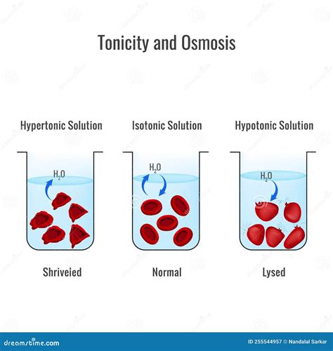 46+ Hypertonic Hypotonic Isotonic Diagram - KaisyKarston