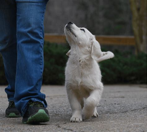 Training Golden Retriever Puppy: A Complete Beginner's Guide