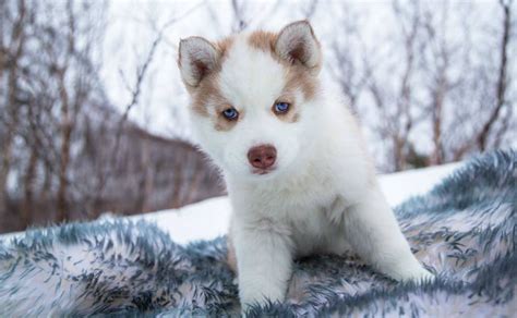 These Husky Puppies Playing In The Snow Are Cute Beyond Comprehension ...