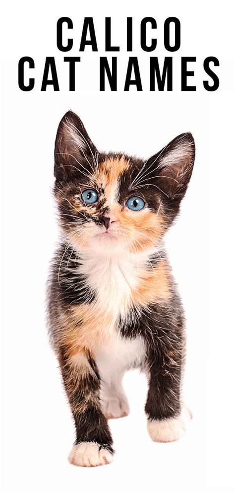 Calico Cat Names - 250 Great Ideas For Naming Your Calico Kitten