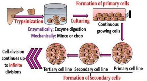 Human Primary Cells Vs Immortal Cell Lines | Kosheeka