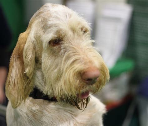 Spinone Italiano Puppies For Adoption - Puppy And Pets