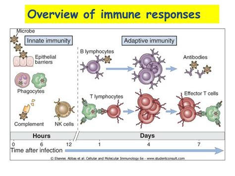 PPT - Tumor Immunology PowerPoint Presentation, free download - ID:2274047