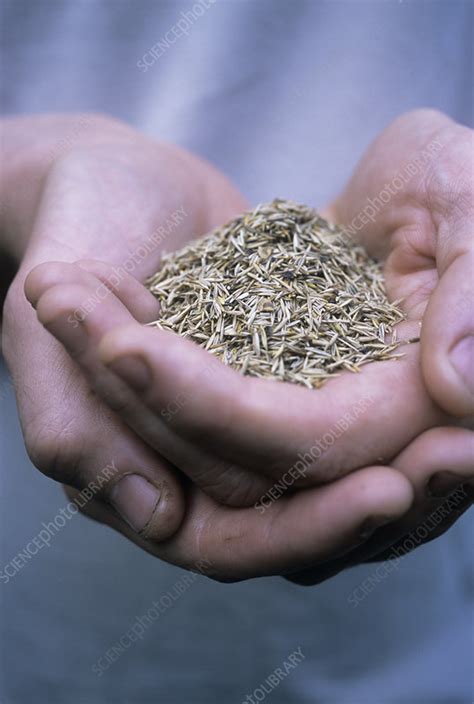 Wildflower meadow seed mix - Stock Image - B787/0558 - Science Photo ...