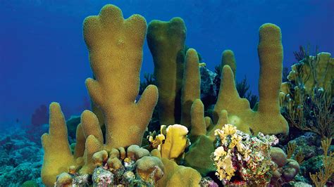 Coral Reef Animals And Plants