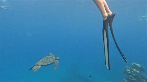 Turtles While Snorkeling Maui Stock Footage Video (100% Royalty-free ...