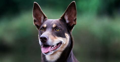 Battle of the Breeds: Kelpie vs Cattle Dog - Dog Show TV