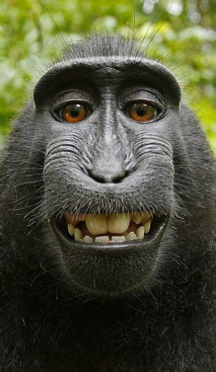 Black macaque takes self-portrait: Monkey borrows photographer's camera ...