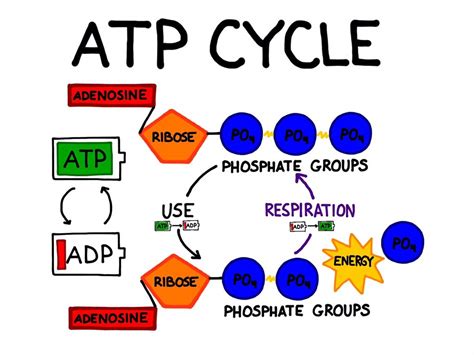 Simple Diagram Of Atp