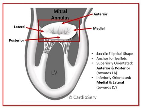 Mitral Valve Anatomy: Name 5 Components! Cardioserv