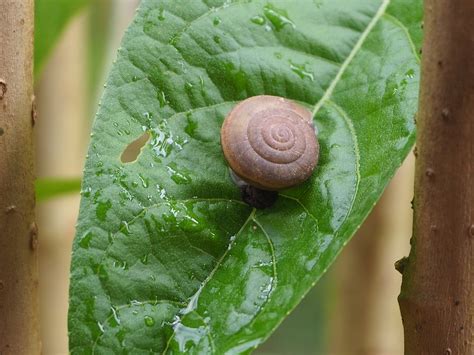 Snail Green Leaf Nature - Free photo on Pixabay - Pixabay