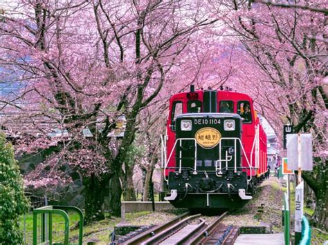 All About the Sagano Scenic Railway in Cherry Blossom Season