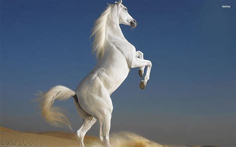 White Horse Wallpapers - Wallpaper Cave