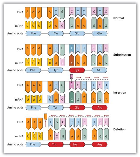 Genetic Mutation Worksheets