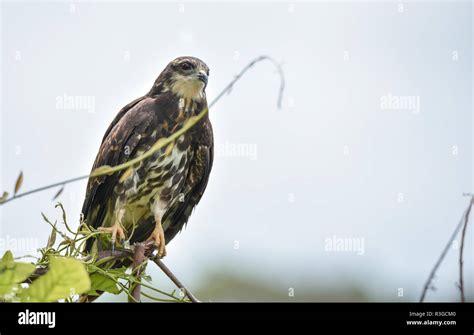 Immature common Black hawk (Buteogallus anthracinus) in Panama, bird of ...