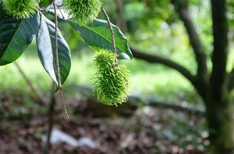 Rambutan Hijau Di Pohon Rambutan Foto Stok - Unduh Gambar Sekarang ...