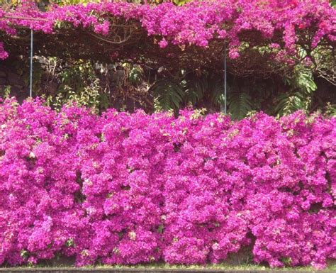 Madeira Botanical Garden | Madeira Holidays