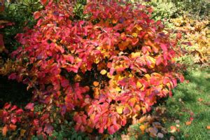 Fothergilla — An Outstanding Choice for Fall Color | Piedmont Master ...