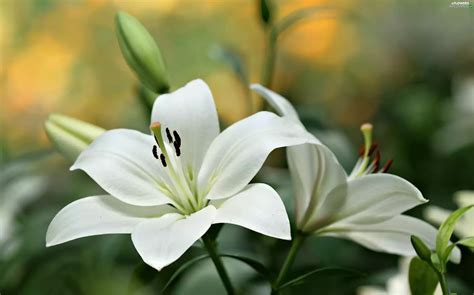 Close, White, lilies - Flowers wallpapers: 3000x1872