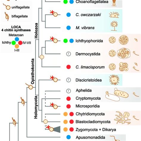 Phylogeny and Cell Biology of Opisthokonts (A) Phylogenetic tree based ...