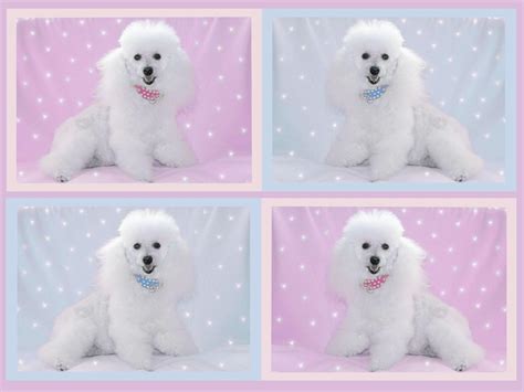 Poodle Wallpapers - Wallpaper Cave