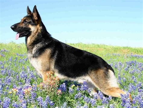 German Shepherd Breed Guide - Learn about the German Shepherd.