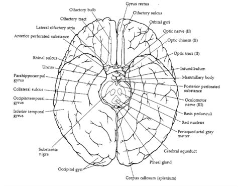 Inferior view of cerebrum Diagram | Quizlet