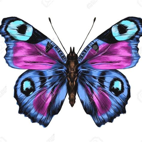 Purple Butterfly With Open Wings Top View The Symmetrical Drawing