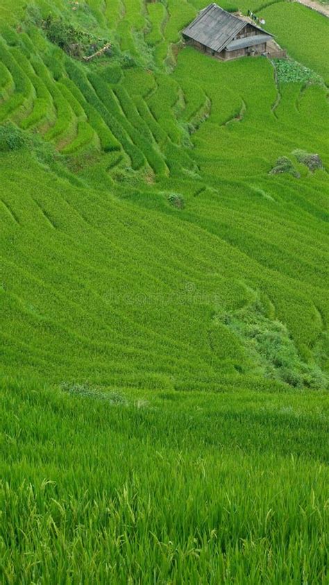 Rice Terraces in Sapa Valley, Vietnam Stock Photo - Image of view ...