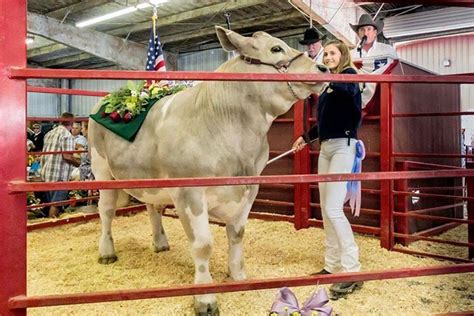 Four Fillmore Youth Named Livestock Champions at Ventura County Fair ...