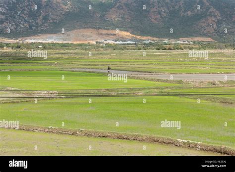 Paddy field in country side of vietnam Stock Photo - Alamy