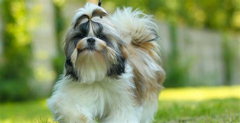 Shih Tzu Dog Breed Information | Breed Advisor