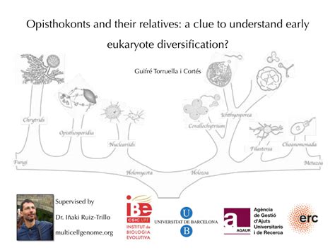 (PDF) Opisthokonts and their relatives: a clue to understand early ...