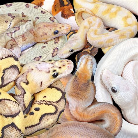 Ball Pythons For Sale | Ball Python Morphs For Sale | Buy Now! – Tagged ...