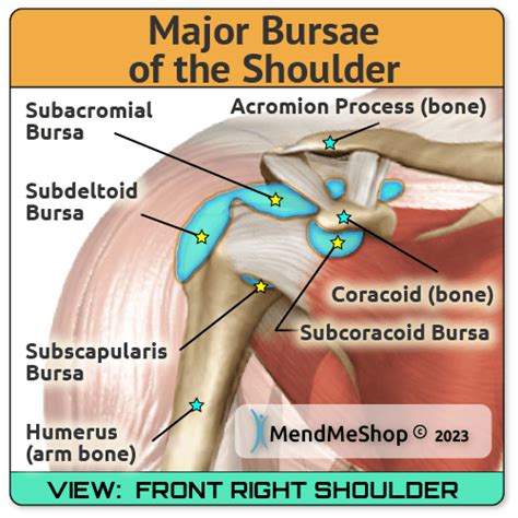 Loation & Function of Bursa in the Shoulder