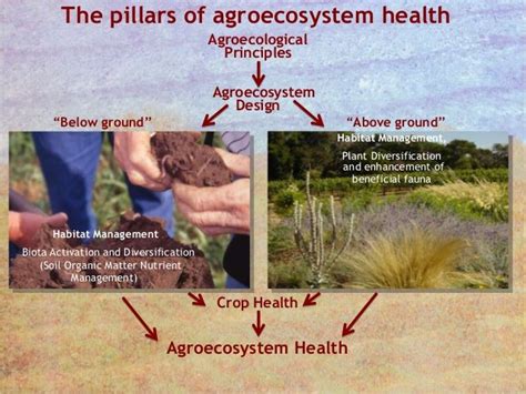 Agroecology: Principles and Practices