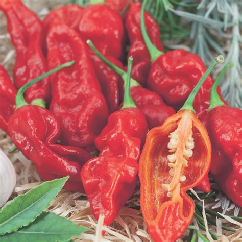 Buy Wicked Ghost Pepper Seed Online | McKenzie Seeds